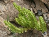 Cruciata articulata