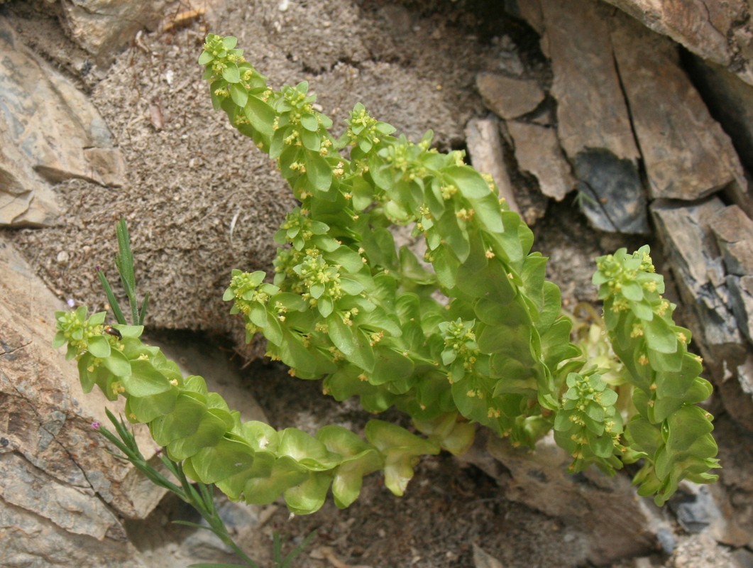 Изображение особи Cruciata articulata.