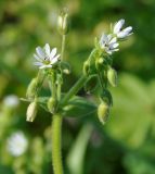 Stellaria media ssp. cupaniana