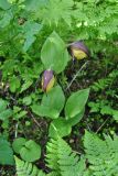 Cypripedium calceolus