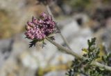 Daucus carota подвид hispanicus. Верхушка побега с расцветающим соцветием. Испания, автономное сообщество Каталония, провинция Жирона, комарка Альт Эмпорда, муниципалитет Кадакес, мыс Креус, окр. маяка Far de cap de Creus, в расщелине скалы. 18.06.2019.