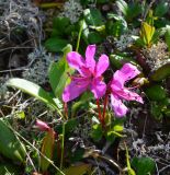 Rhododendron camtschaticum. Цветущее растение. Берингово море, Карагинский зал., о. Верхотурова, тундра. 30.06.2018.