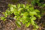 Rubus saxatilis. Вегетирующее растение в сообществе с Vaccinium vitis-idaea и Convallaria majalis. Финляндия, муниципалитет Савонлинна, гряда Пункахарью, травяно-кустарничковый сосняк на склоне моренной гряды южной экспозиции. 13.07.2019.