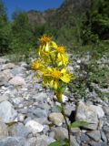 Solidago virgaurea подвид dahurica. Верхняя часть цветущего растения. Казахстан, Туркестанская обл., Толебийский р-н, территория Сайрам-Угамского национального парка; Угамский хр., дол. р. Сайрам-Су, ≈ 1800 м н.у.м., каменистый берег реки. 04.07.2019.