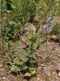 Salvia tesquicola