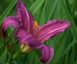 Hemerocallis &times; hybrida