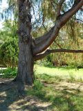 Cupressus cashmeriana. Нижняя часть старого дерева. Краснодарский край, городской округ Сочи, Сочи-Центр, Сочинский дендрарий, в культуре. Июль 2020 г.