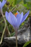 Crocus speciosus