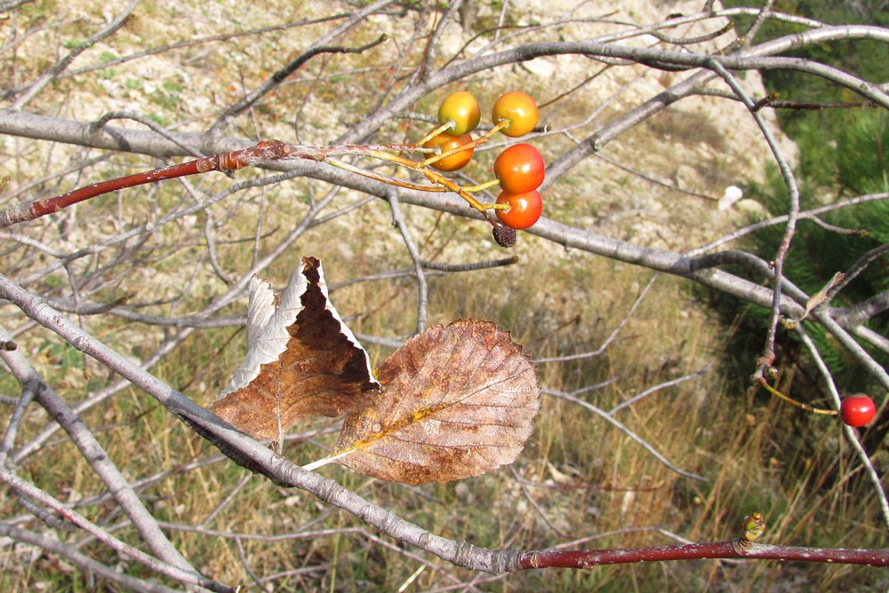 Изображение особи Sorbus taurica.