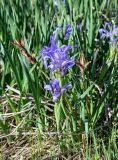 Iris biglumis