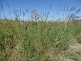 Phragmites australis