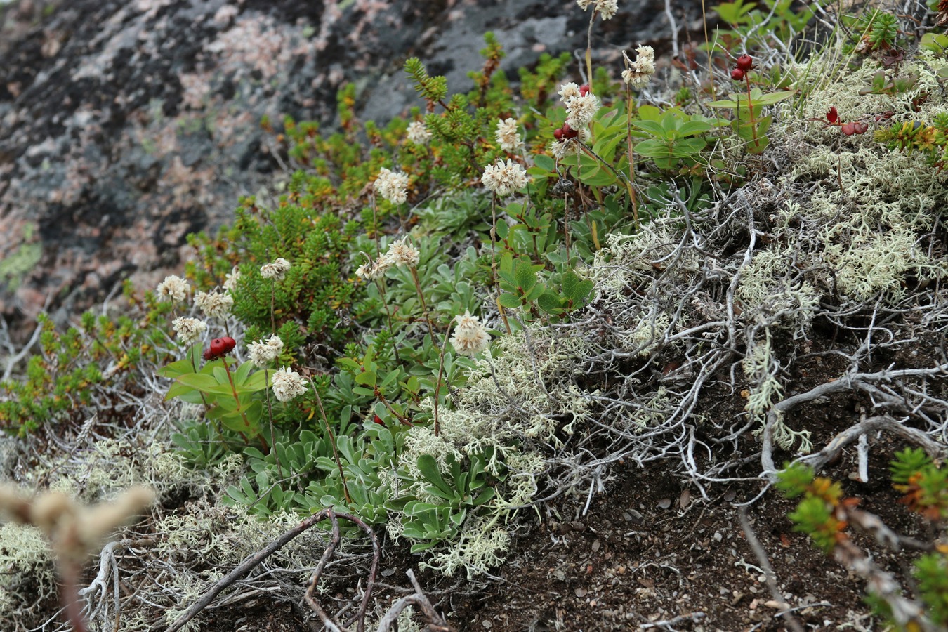 Изображение особи Antennaria dioica.