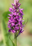 Dactylorhiza sibirica