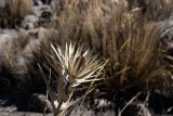 Eryngium proteiflorum