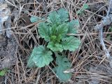 Senecio jacobaea