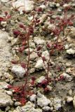 Hymenolobus procumbens