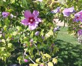 Hibiscus syriacus. Побеги с цветами. Азербайджан, Баку, старый г. (Ичери Шехер), озеленение рядом с \"Девичьей башней\". 08.10.2023.