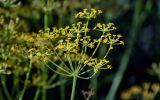 familia Apiaceae. Соцветие с кормящимися жуками. Киргизия, Джалал-Абадская обл., Западный Тянь-Шань, Чаткальский хр., перевал Кутурма, ≈ 2200 м н.у.м., каменистый склон. 15.07.2022.