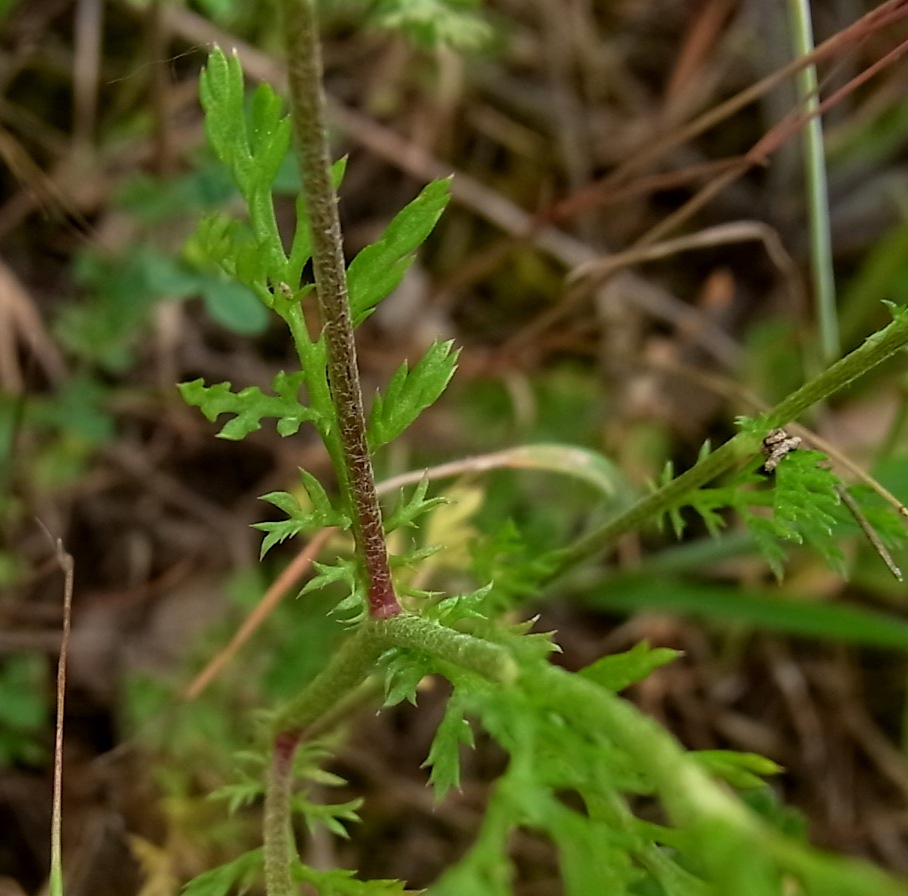 Изображение особи Anthemis arvensis.