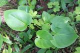 Calla palustris