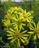 Senecio paludosus