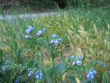 Symphytum caucasicum. Верхушка цветущего растения. Крым, окрестности Ялты, у дороги. 26 мая 2012 г.