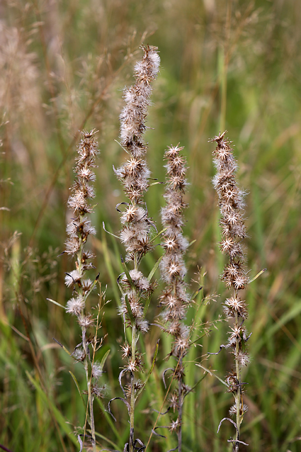 Изображение особи Omalotheca sylvatica.