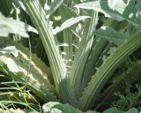 Cynara scolymus