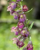 Epipactis atrorubens