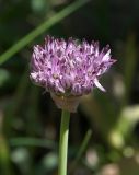 Allium cyrilli