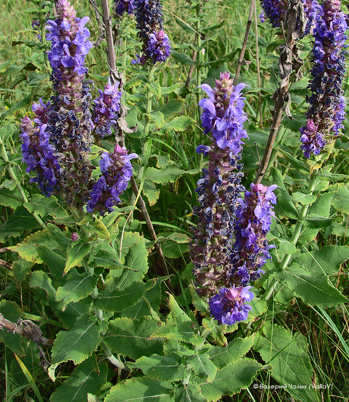 Изображение особи Salvia tesquicola.