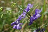 род Aconitum