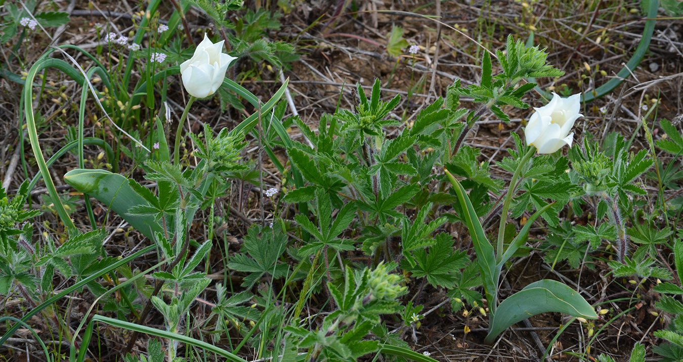 Изображение особи Tulipa suaveolens.