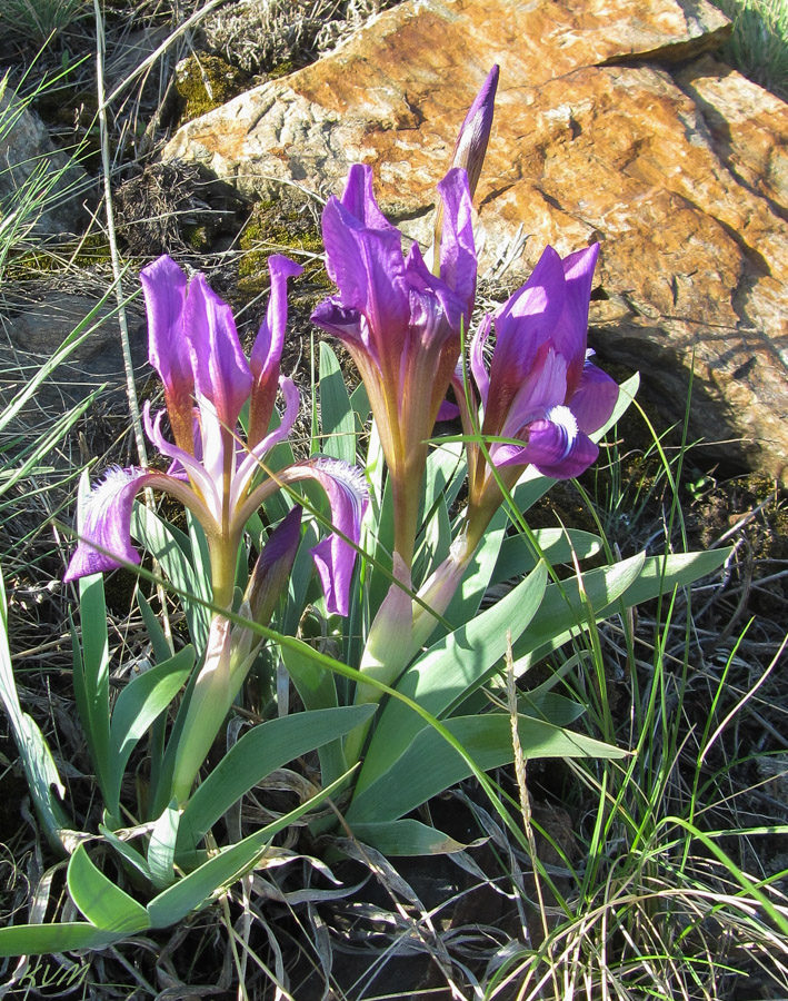 Изображение особи Iris glaucescens.