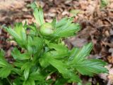 Paeonia peregrina. Верхняя часть побега с бутоном. Германия, г. Дюссельдорф, Ботанический сад университета. 04.05.2014.