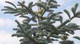 Abies procera форма glauca. Средняя часть молодого растения. Германия, г. Дюссельдорф, Ботанический сад университета. 04.05.2014.