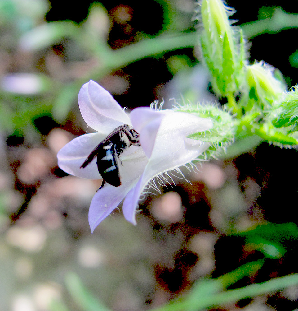 Изображение особи Campanula praealta.