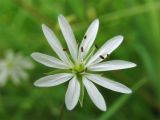 Stellaria graminea. Цветок. Нидерланды, провинция Groningen, Haren, лужайка на берегу пруда. 24 июня 2006 г.