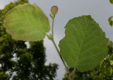 Corylus californica. Верхушка побега с молодыми листьями (видна их нижняя сторона). Германия, г. Дюссельдорф, Ботанический сад университета. 02.06.2014.