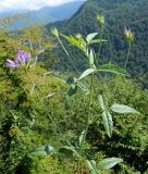 Psoralea bituminosa подвид pontica. Верхушка цветущего растения. Республика Абхазия, Новый Афон, вершина Иверской горы. Август 2014 г.