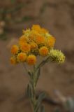 Helichrysum arenarium. Соцветие. Казахстан, Алматинская обл., на песчаной почве возле вдхр. Капчагай. 03.07.2009.