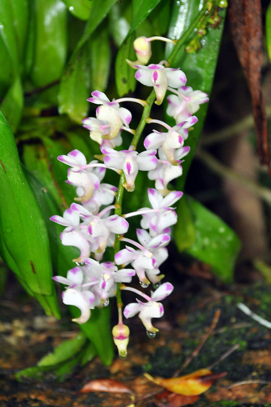 Изображение особи Aerides odorata.