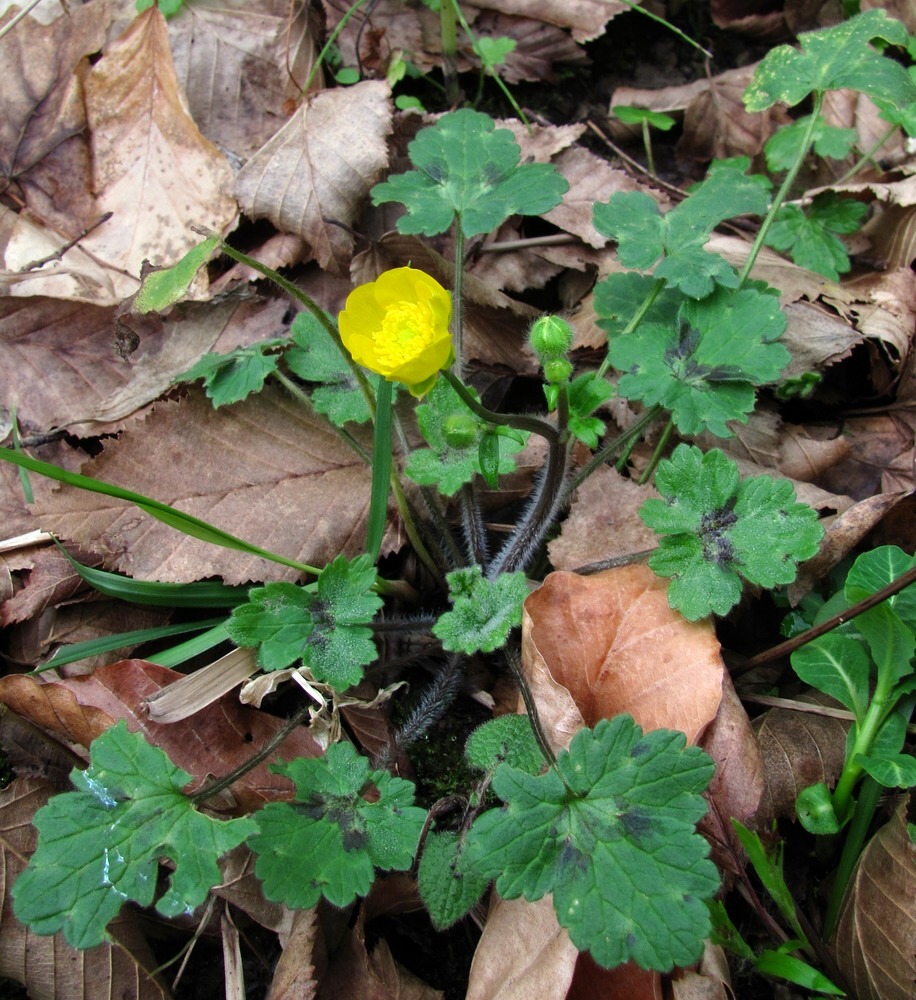 Изображение особи Ranunculus grandiflorus.