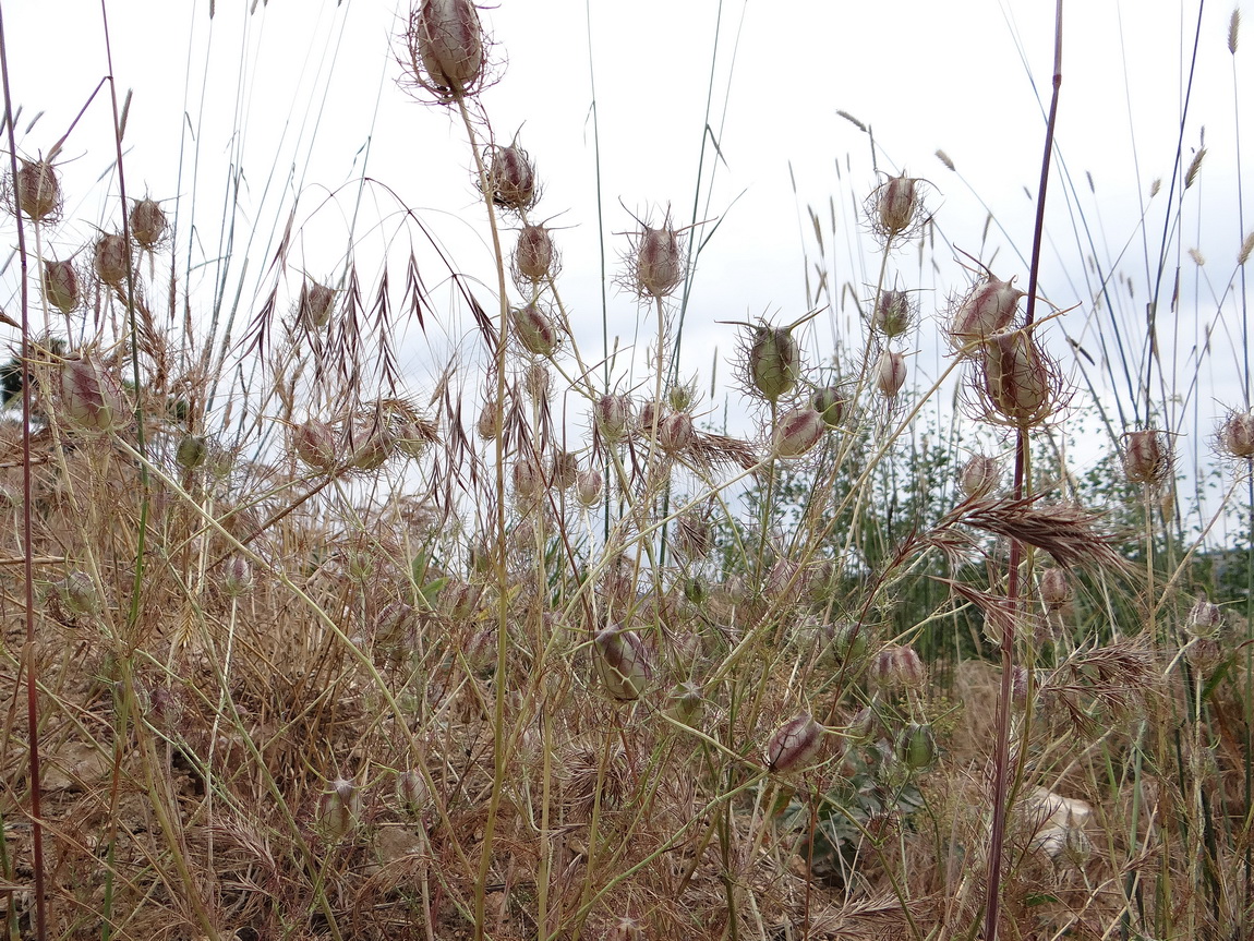 Image of Nigella damascena specimen.