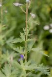 Delphinium flexuosum