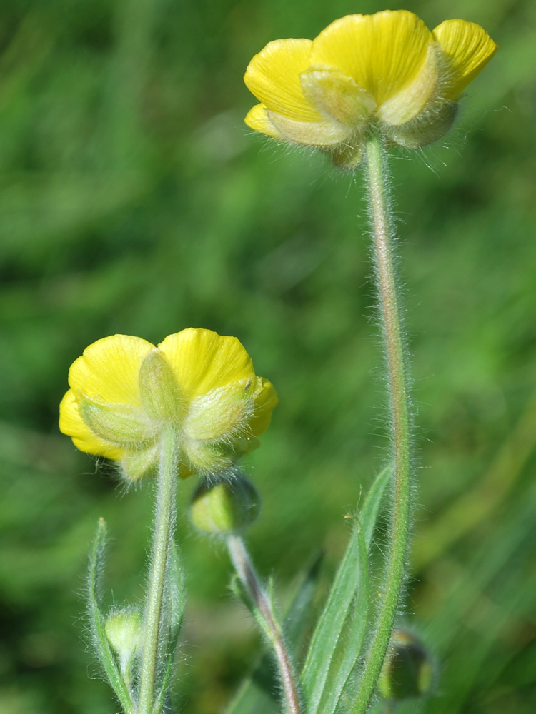 Изображение особи Ranunculus paucidentatus.