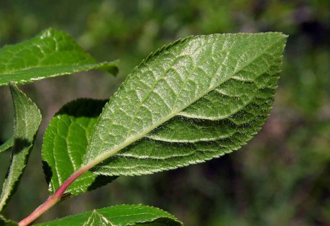 Image of Prunus stepposa specimen.
