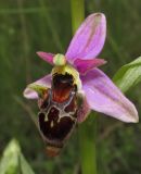 Ophrys oestrifera. Цветок. Крым, окр. Феодосии, хр. Тепе-Оба, нарушенная степь в междурядьях искусственного леса из сосны крымской с примесью лиственных деревьев и кустарников. 10 мая 2016 г.