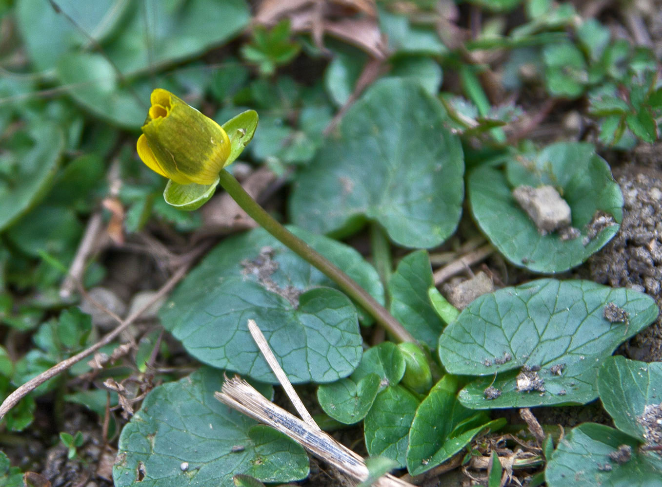 Изображение особи Ficaria calthifolia.