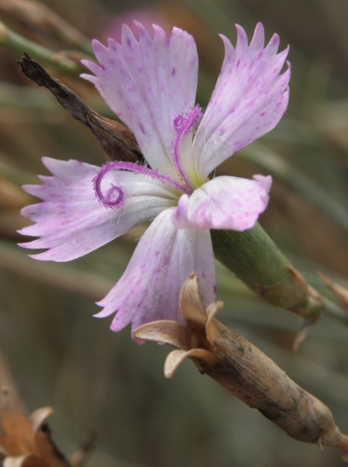 Изображение особи Dianthus uralensis.